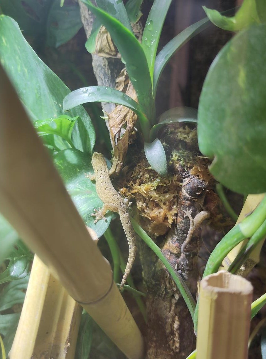 Jungferngeckos, Lepidodactylus lugubris mit Terrarium