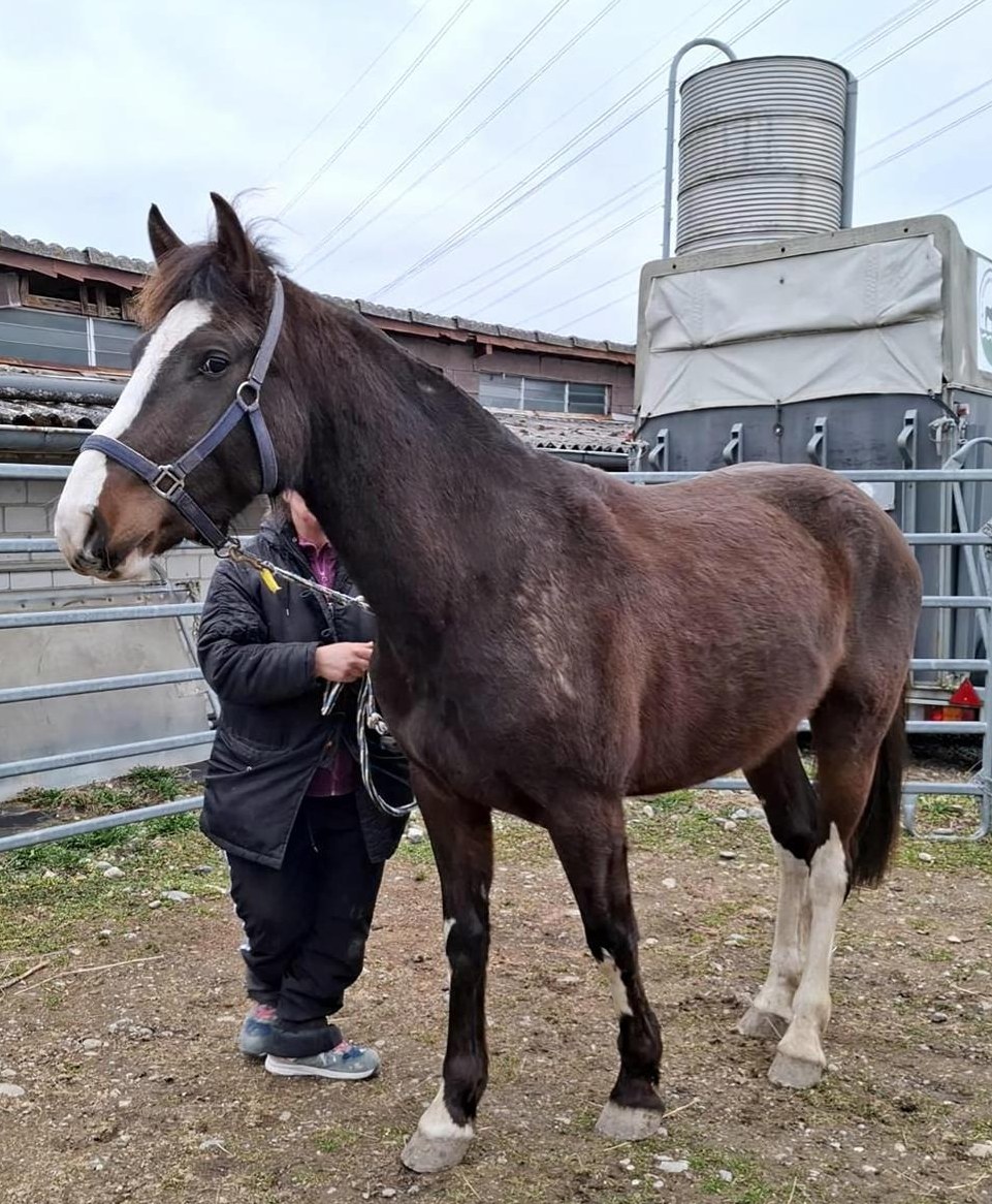 Freiberger Hengst Haki vom Gröndu