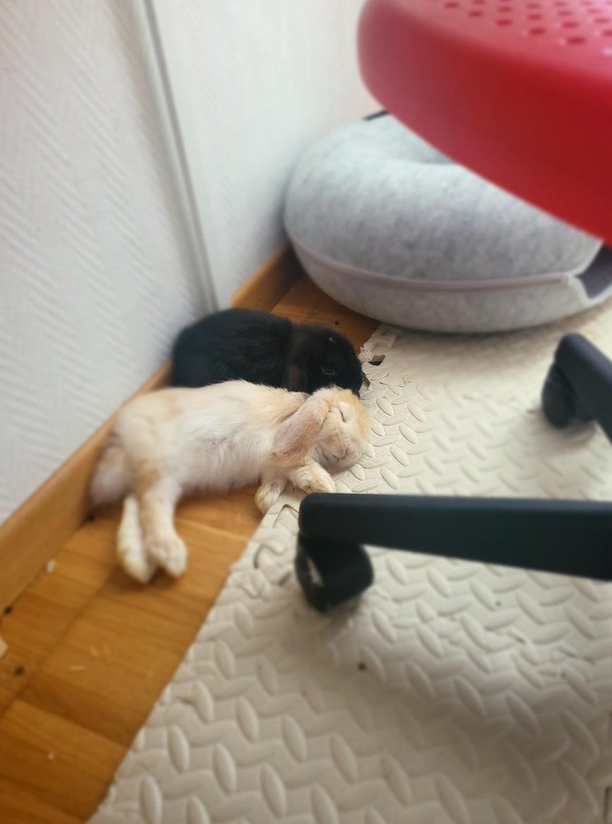 2 Zwergwidder in schwarz und beige