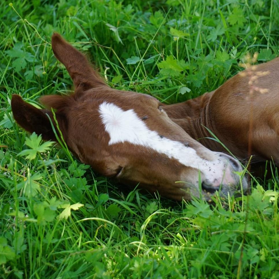 Quarter Hengstfohlen mit Top Abstammung