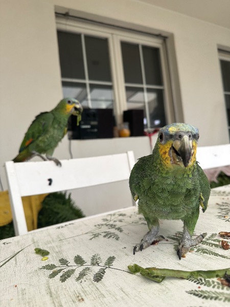 Venezuela Amazonen zahm