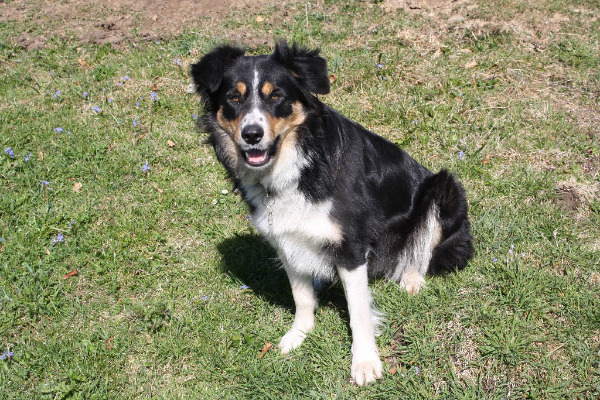 Bauernhof-Hunde (Berner Sennen und andere) abzugeben