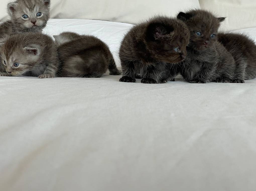 Vendo 6 gattini Siberiani/British