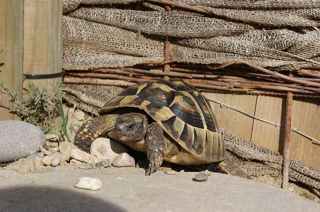 Schildkröten aus der Auffangstation
