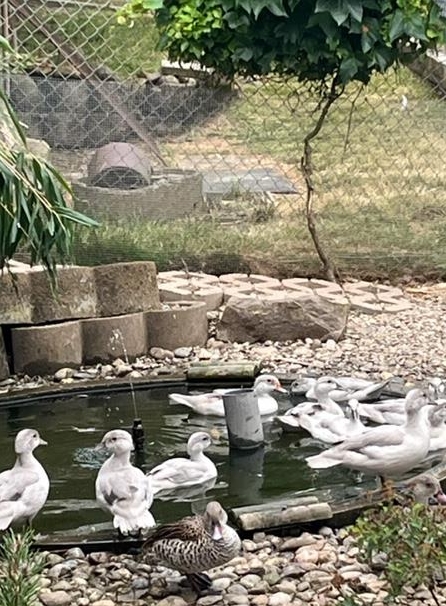 Brautenten silber und naturfaben aus eigener Zucht