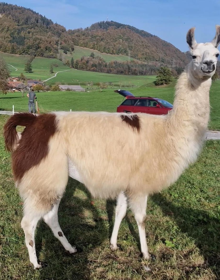 Lama Stute zu verkaufen, auch super fürs Trekking