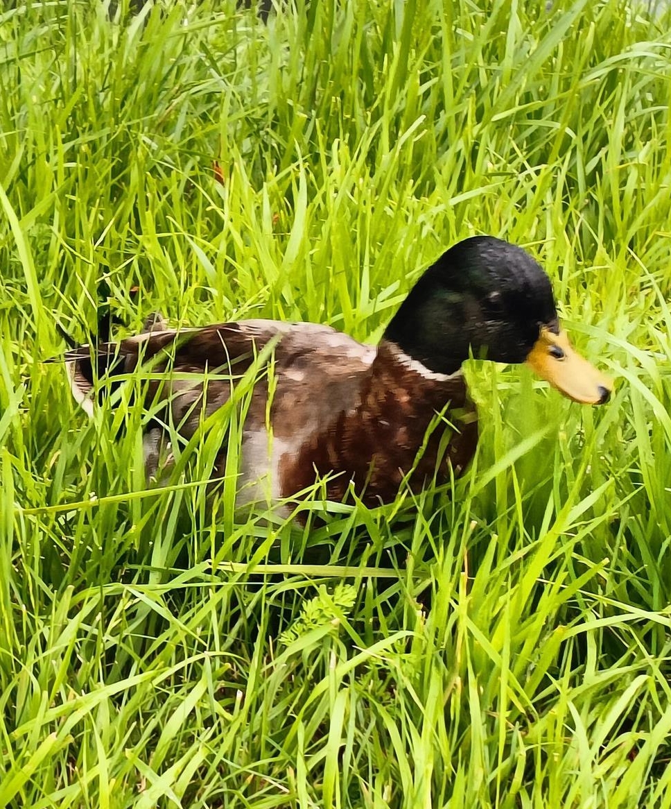 Zwergenten Erpel sucht ein schönes Zuhause