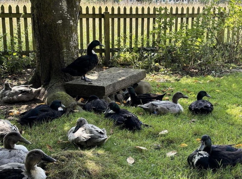 Pommernenten weiblich & männlich zu verkaufen