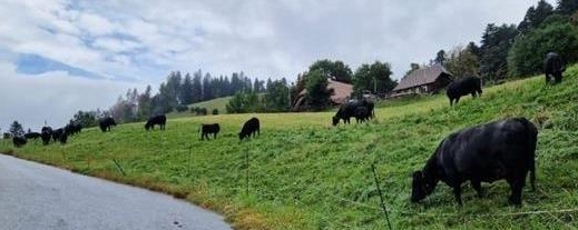 Rinder und Mutterkühe zu verkaufen