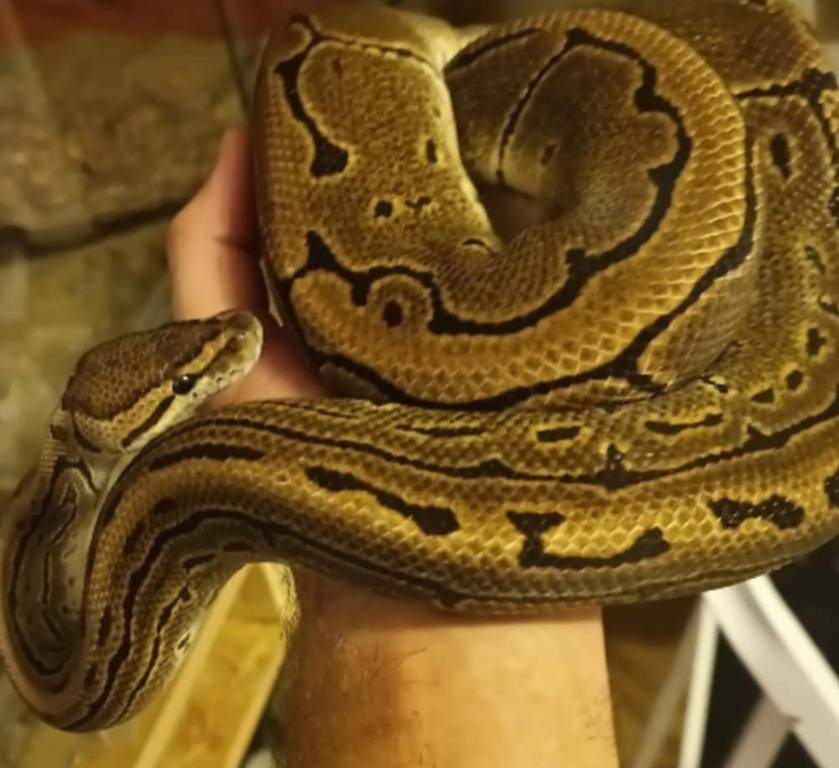 1.0 Python regius, Königspython, Pinstripe 2xhet