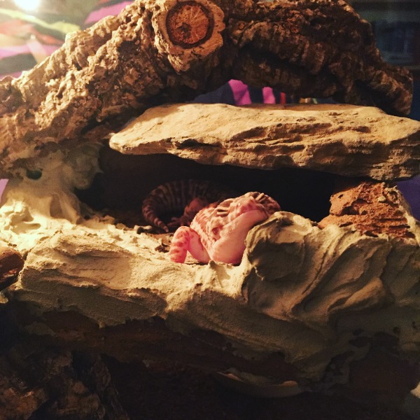 Rückwand bauen lassen