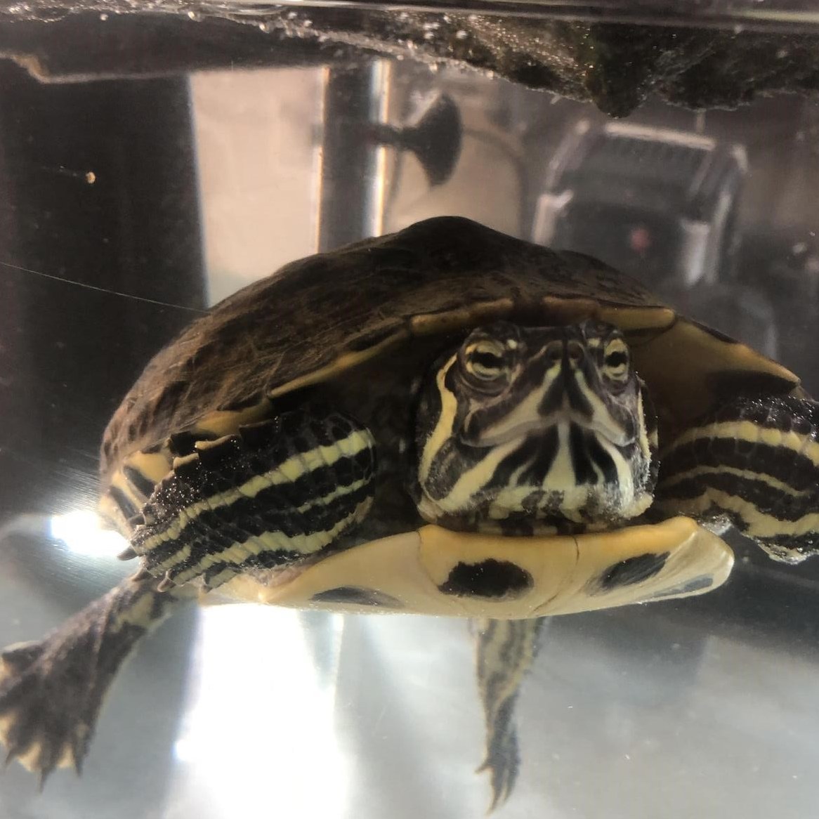 Wasserschildkröte gratis abzugeben