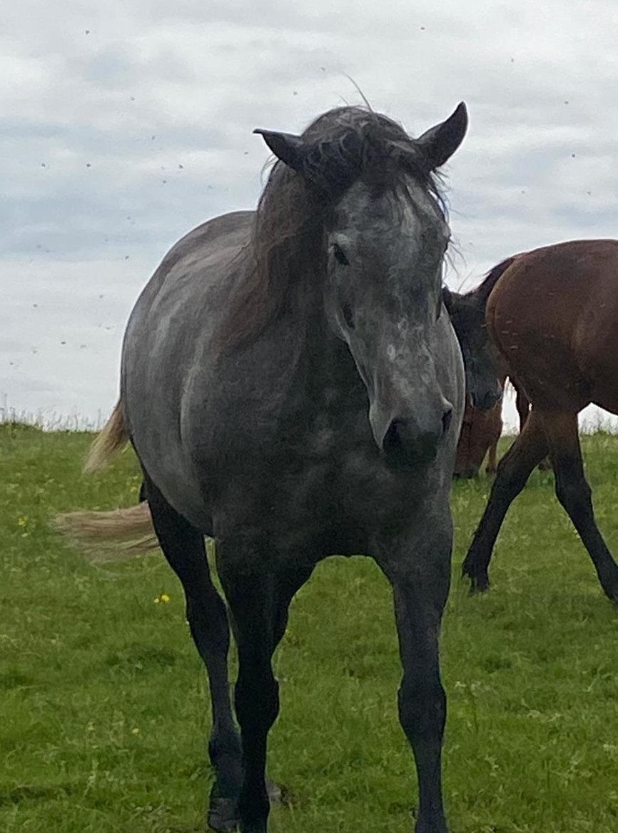 Lieber Lusitano Wallach zu verkaufen