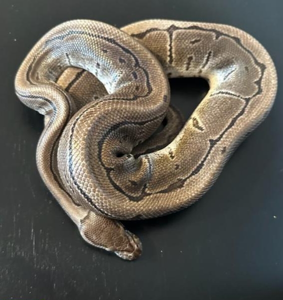 Königspython 1x Lesser 0.1 und 1x Axanthic Pinstripe 1.0