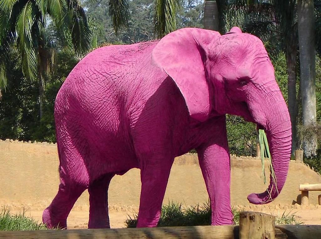 OcchioCerchiamo un ELEFANTE ROSA [10 domande]