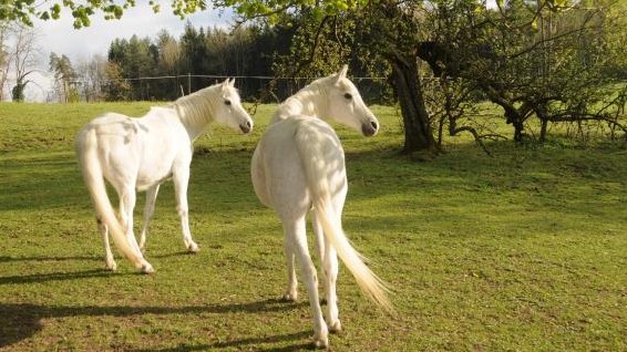 Gesucht Pferdefachperson für Urlaubsvertretungen