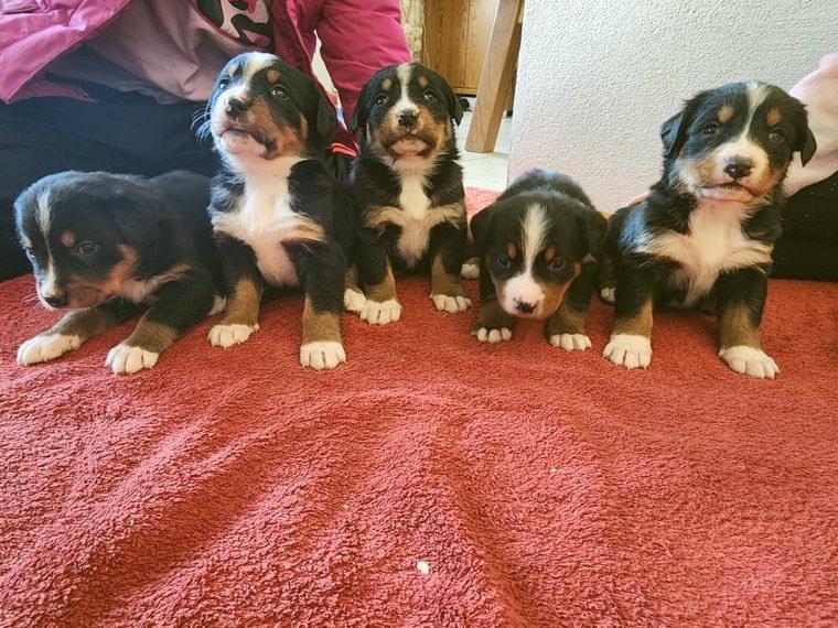 Schweizer Sennenhund/ Berner Sennenhund Mix, Welpen