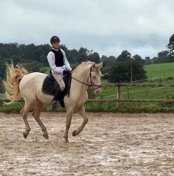 Wunderschöner 9-jähriger perlino PRE-Wallach, 161 cm
