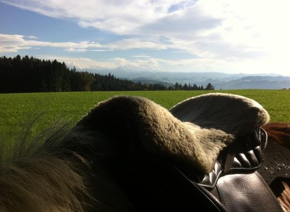 Lehrstelle Pferdewart EBA/ PrA Insos ab August