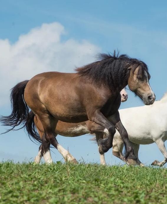 Pferdepark sucht Stallmitarbeiter, Region Atzmännig