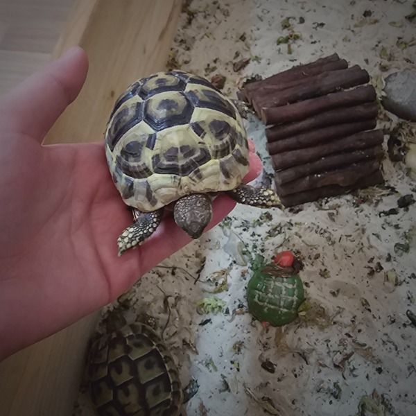 Schildkröte. Tartarugha