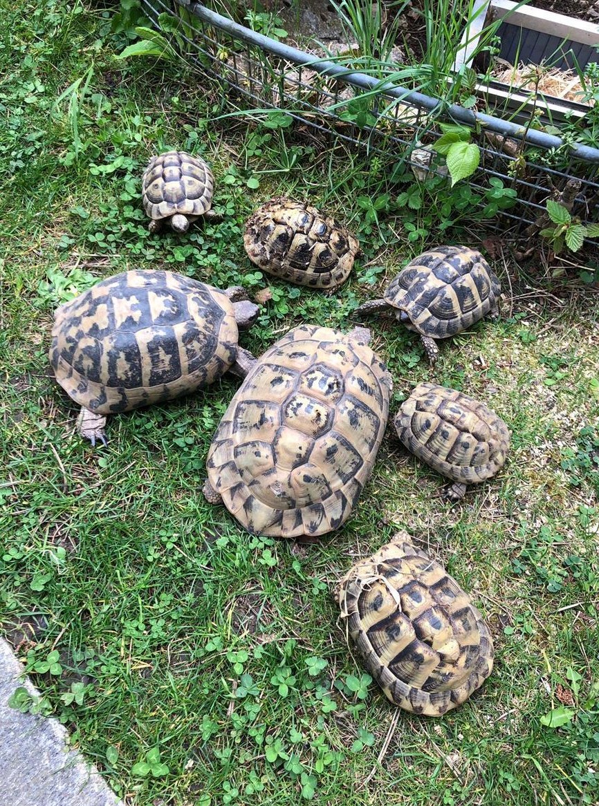 Schildkröten an gute Lebensplätze abzugeben