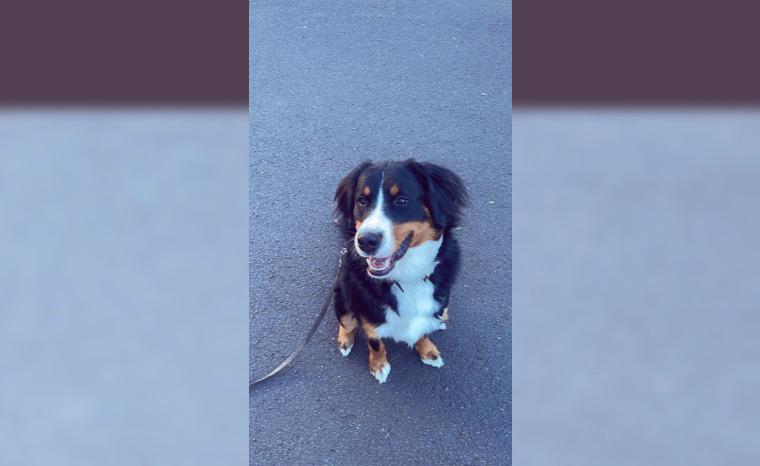 Berner-Sennen Rüde zu verkaufen