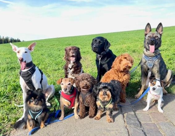 Hundebetreuung FBA Praktikumsstelle in Hundetagesstätte