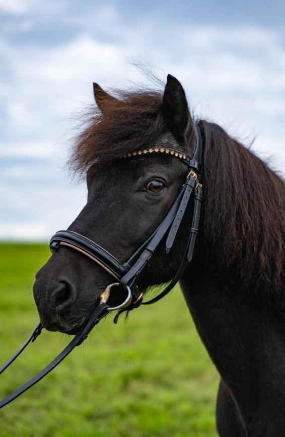 Diplomierte Pferdefachfrau / Reitlehrerin / Hippotherapeutin