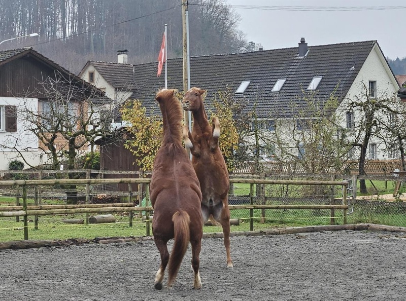 Stallhilfe gesucht für Morgenstall in 9517 Mettlen TG