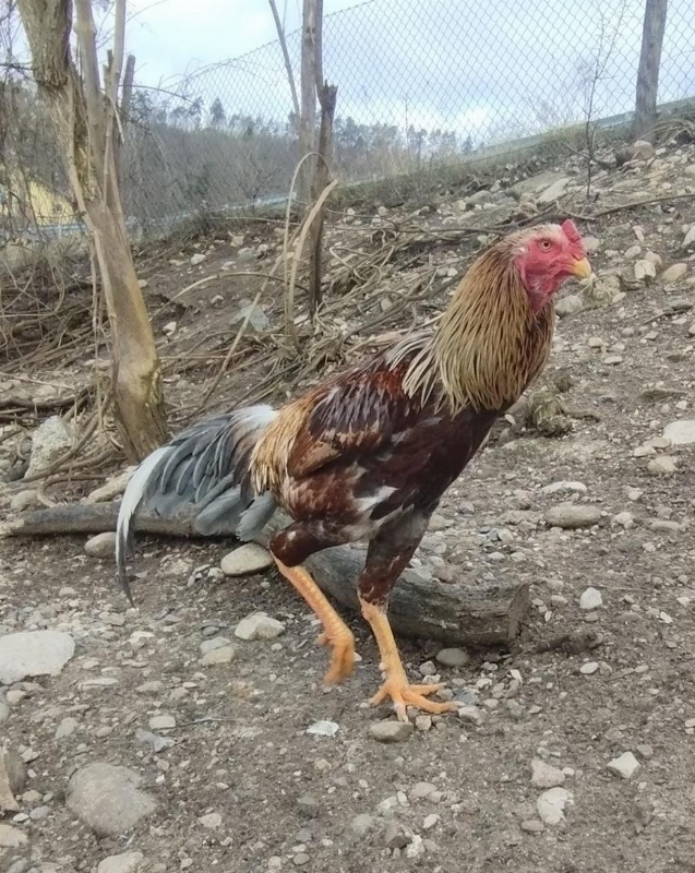 Hühner Indio Gigante (T-Rex) Hahn