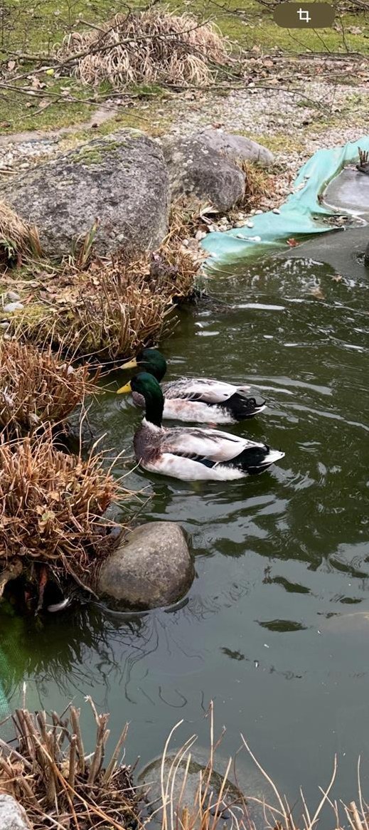 Laufenten Erpel zu verkaufen