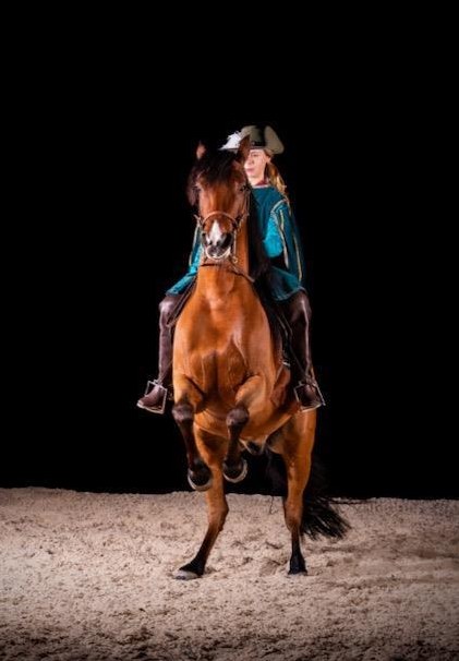 Praktikum mit Pferden | Klassisch-Barock/Working Equtiation