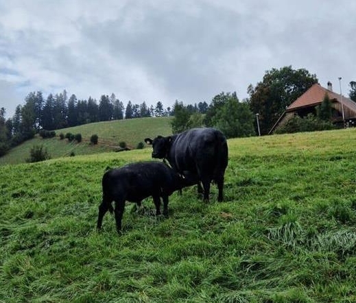 Angus Kühe mit Kalb oder auch Absetzer zu verkaufen
