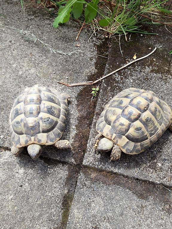 Schildkröten abzugeben