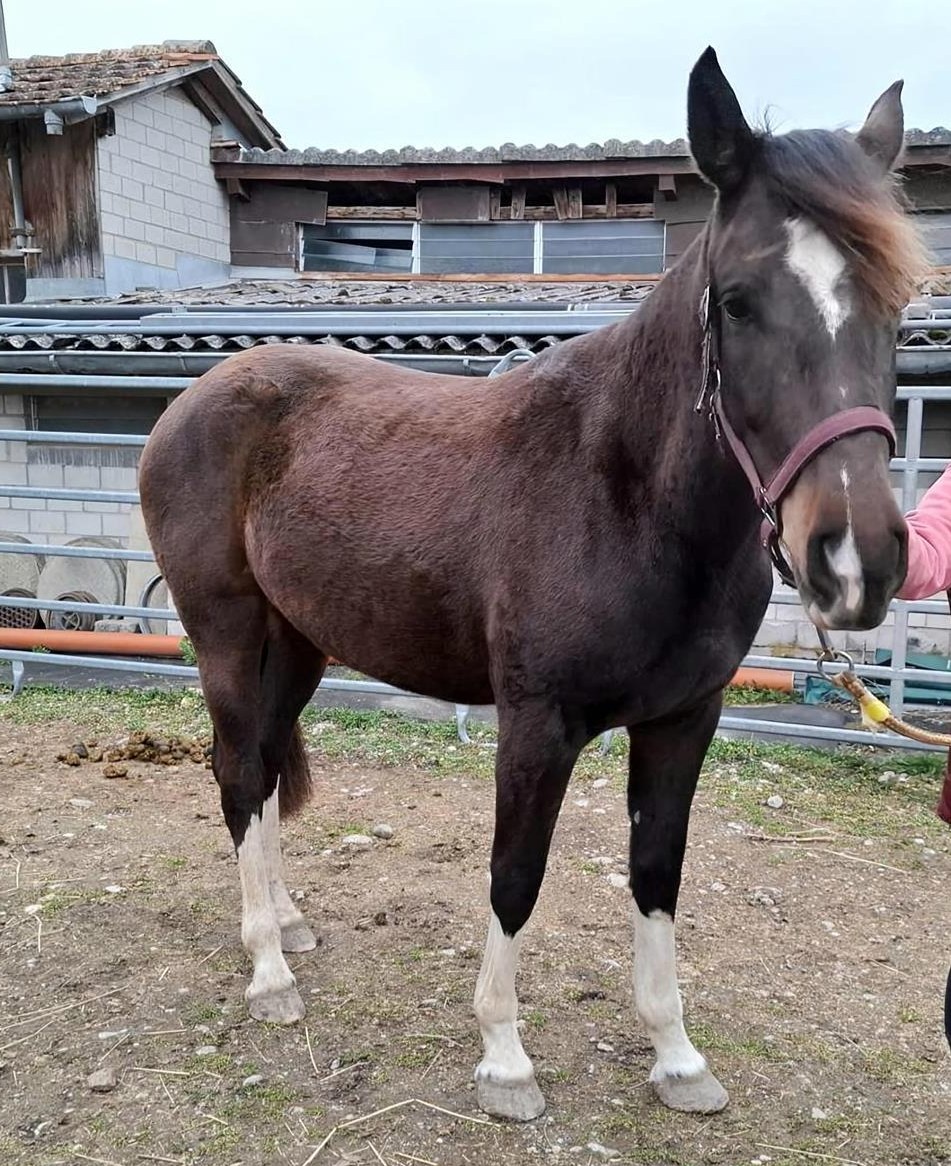 Freiberger Stute Hiva vom Gröndu