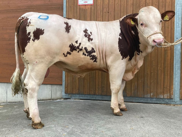 Fleckvieh Zuchtstier, Zuchtbulle, Bulle, Stier, Deckstier, Rind