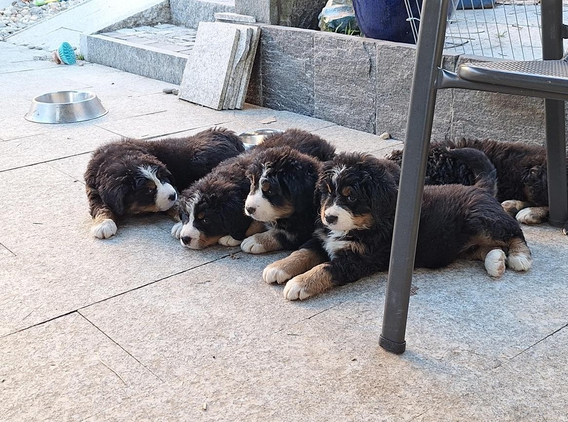 Süsse Berner Sennenhund Welpen