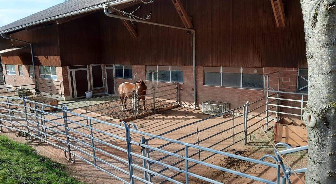 Suchen Stallaushilfe für Freizeitstall in Würenlos AG