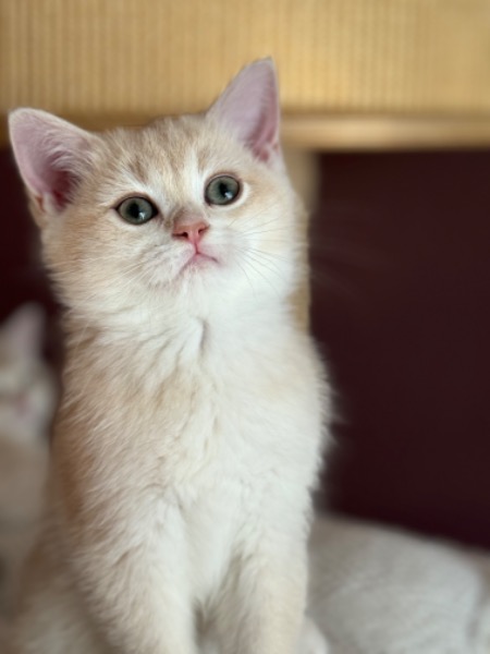 Wunderschönes Bkh Mädchen