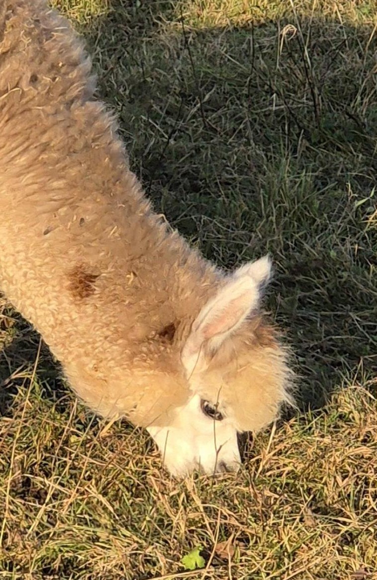 2 Alpaka Jungstuten suchen ein Zuhause