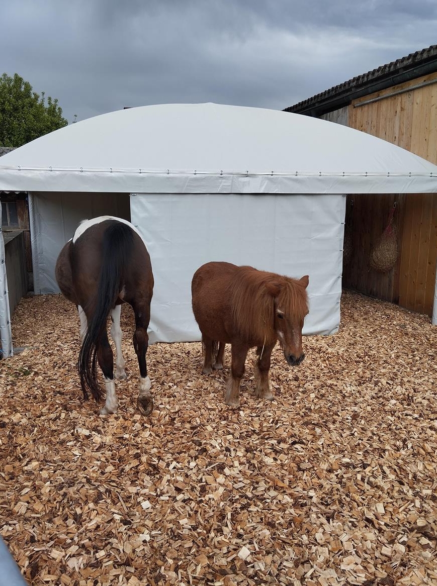 Stallhilfe gesucht in Neunkirch SH