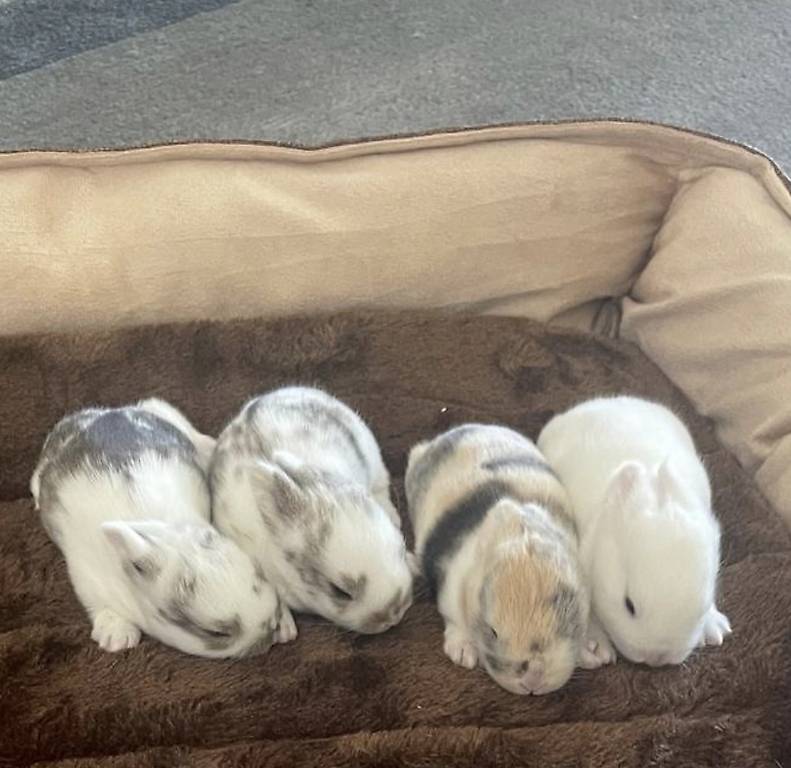 Junge Minilop/Zwergkaninchen Mix