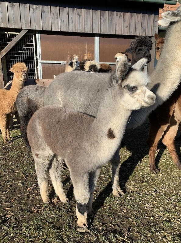 Alpaka Hengstfohlen an guten Platz zu verkaufen