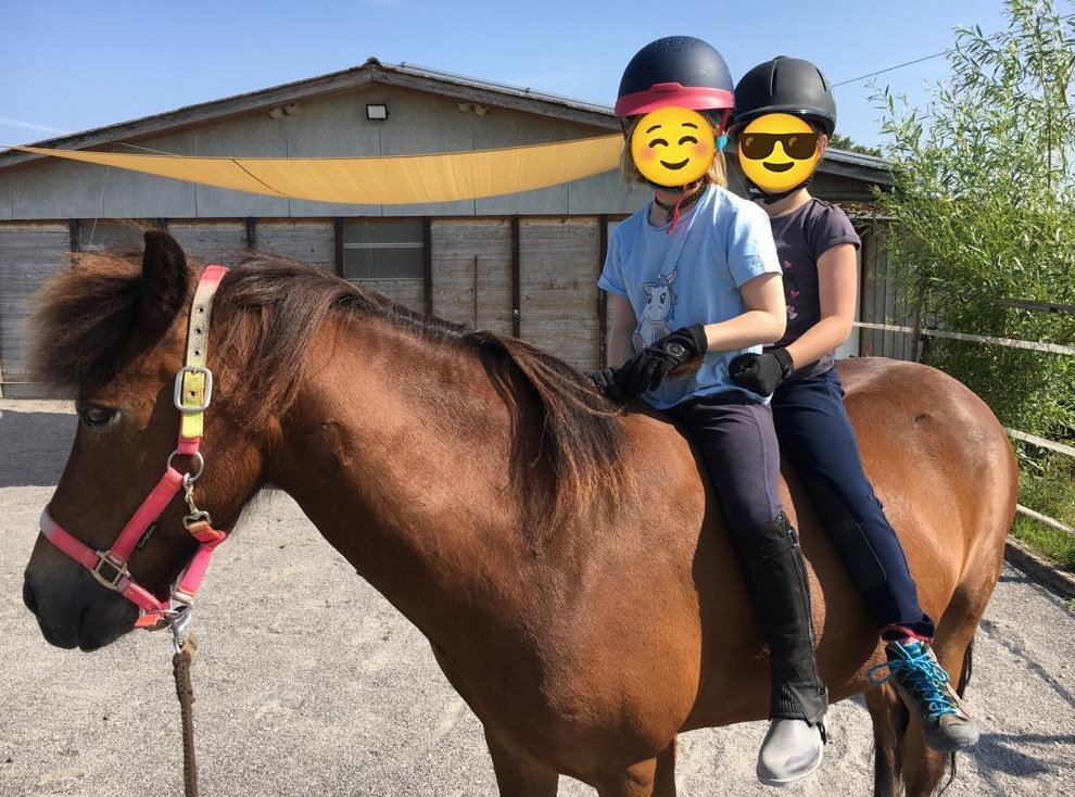 Jahrespraktikum Islandpferde Lindenberg, Kanton Luzern
