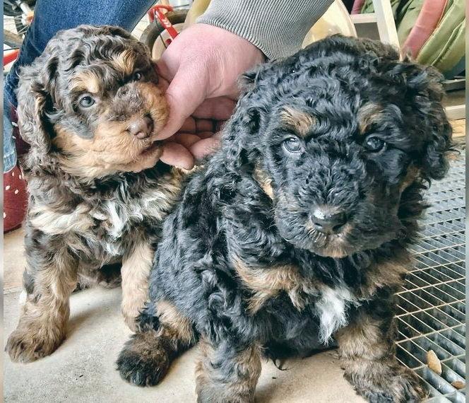 Bernedoodle Welpen medium (F1B) , mit Papieren.