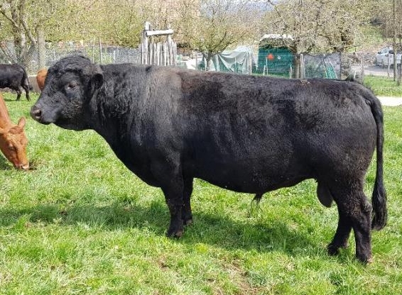 Dexter Kühe und Rind zu verkaufen