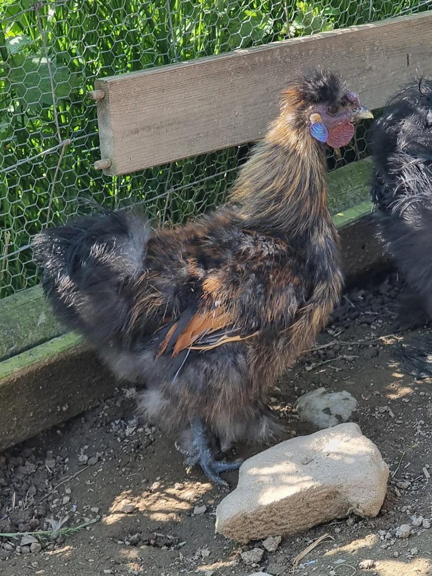 GRATIS: Zwergseidenhahn zu verschenken