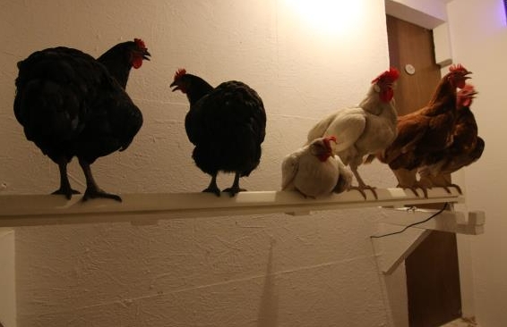 Hühnerstange mit Milbenfalle - Lösung für Hühner gegen Vogelmilben