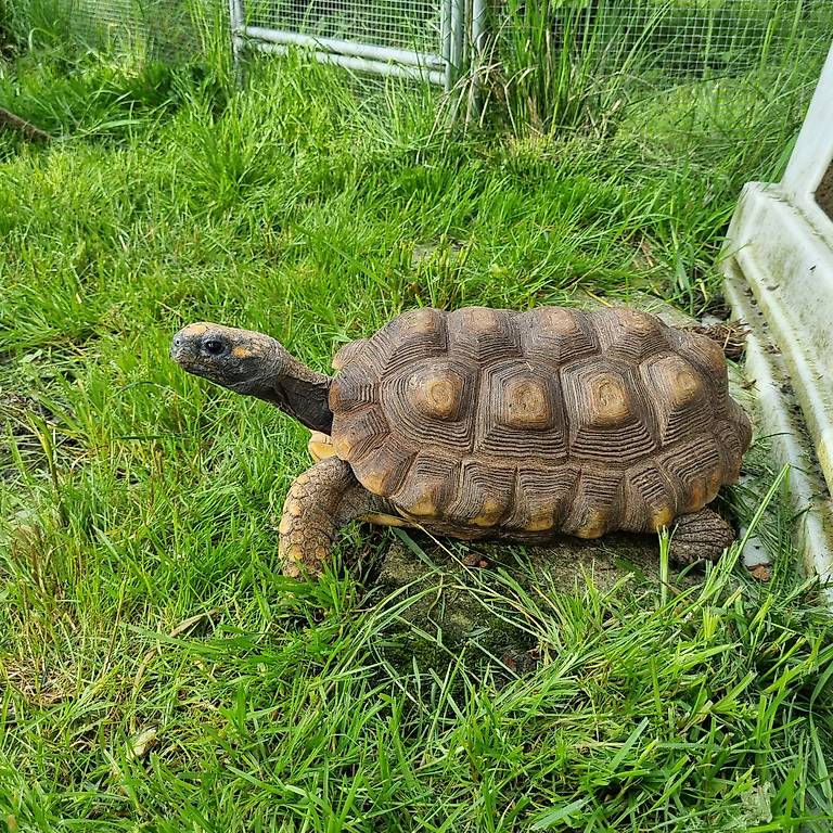 Schildkröten Chelonoidis denticulata
